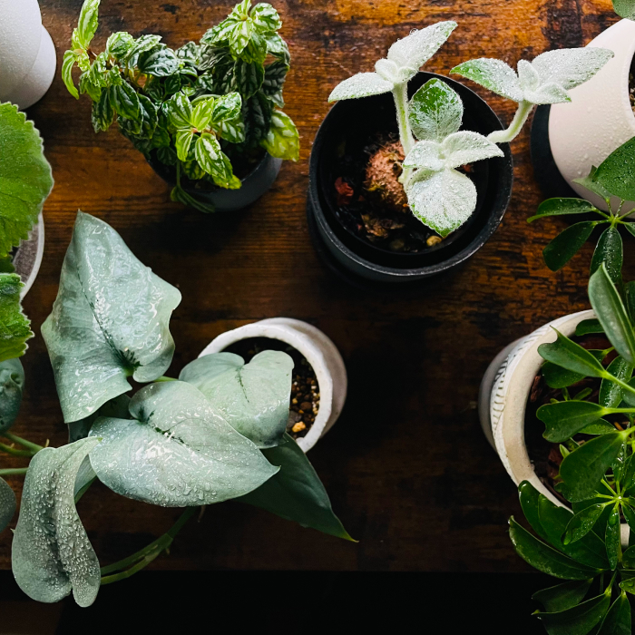 観葉植物の写真