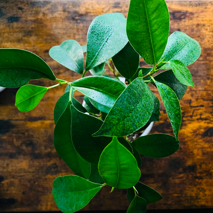 観葉植物の写真
