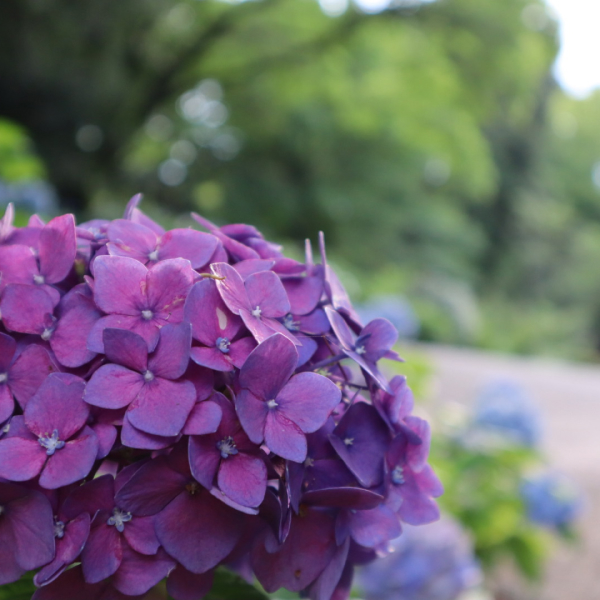 紫陽花の写真
